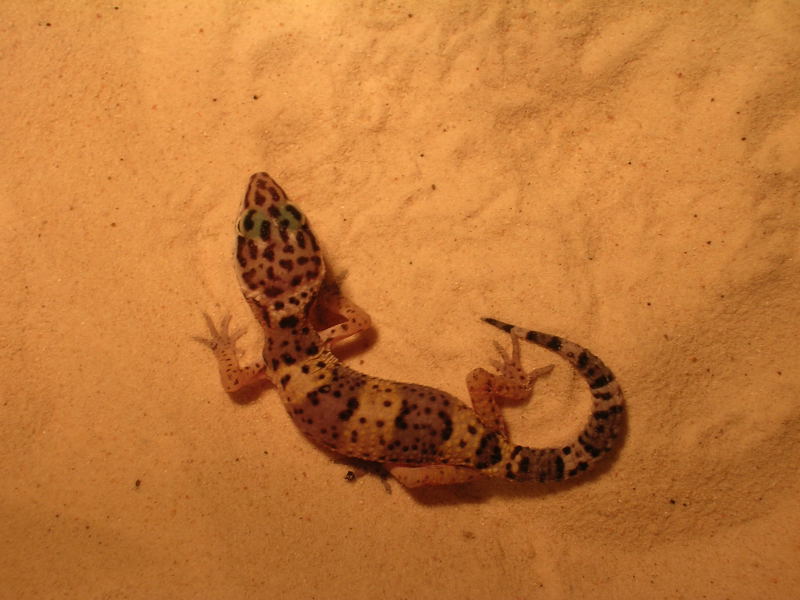 Geeko