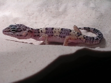 Geeko 2