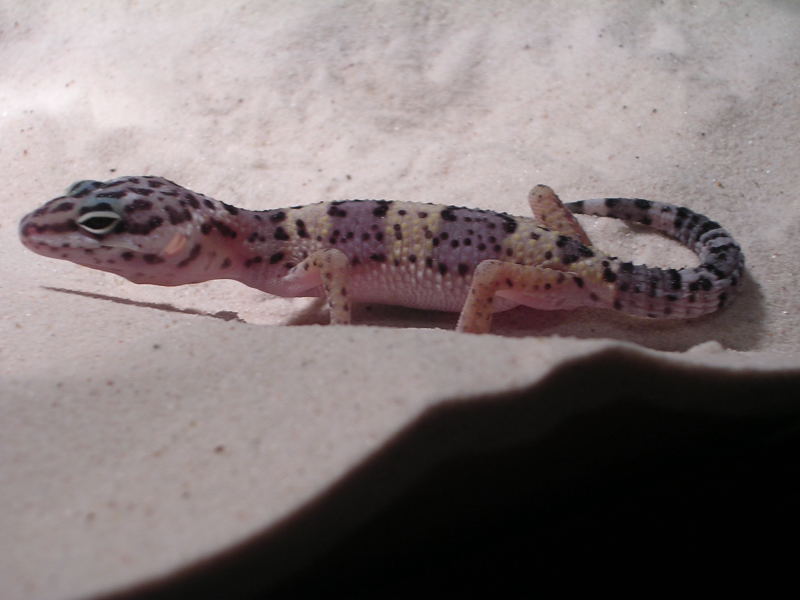 Geeko 2