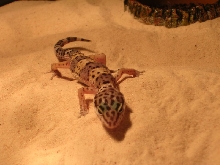Geeko 3