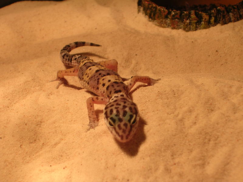 Geeko 3