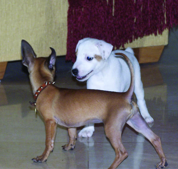 vito & jack russel puppy