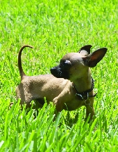 vito in grass