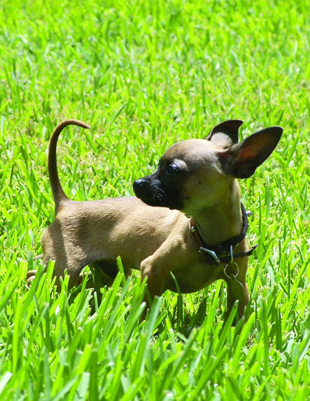 vito in grass