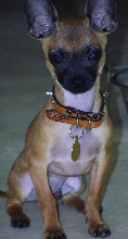 vito sitting