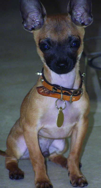 vito sitting