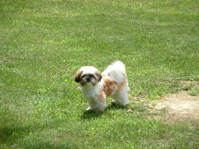 hanging out in the yard