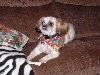 Lucky likes to pose for his picture!!