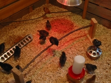 My peeps