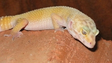 Hybino