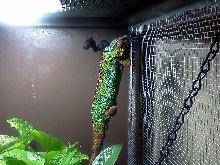 Blaze in his new cage. checking out the misting nozzle