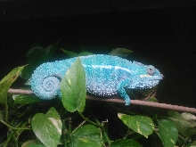 Nosey Be Panther Chameleon in new cage