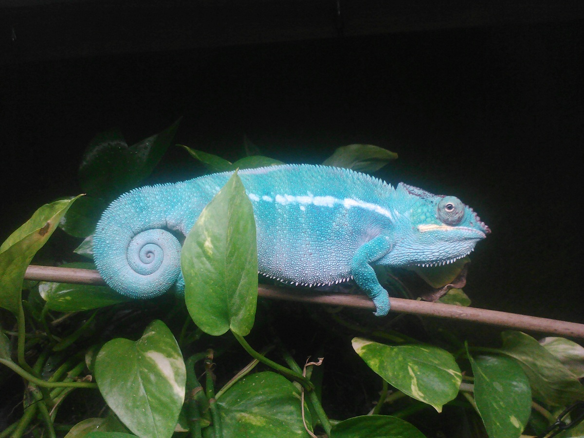 Nosey Be Panther Chameleon in new cage