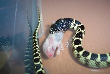 dinner time