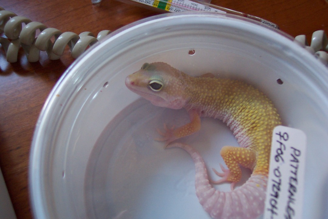 patternless