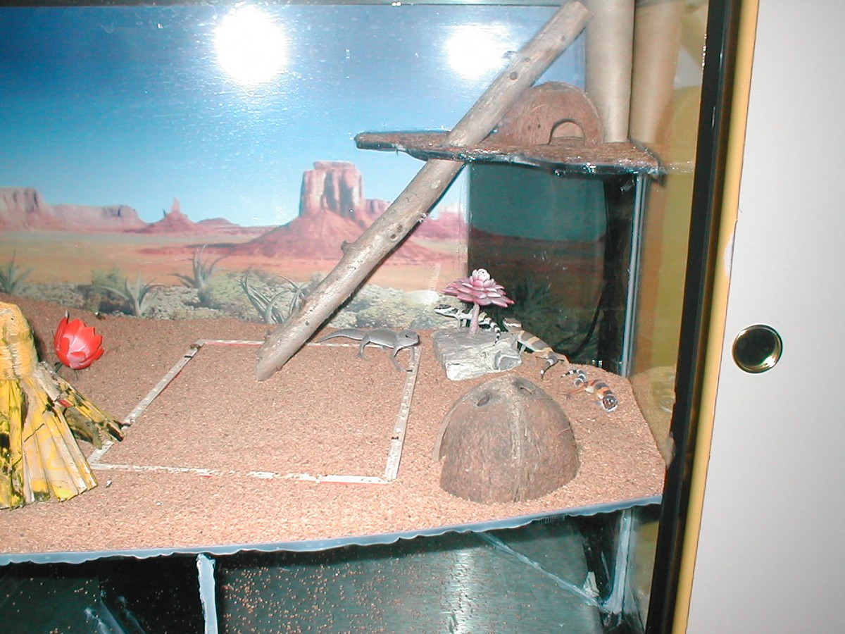geckos