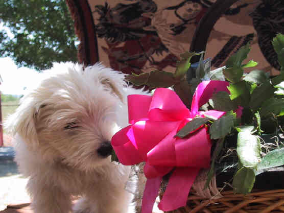 Take time to smell the flowers !!