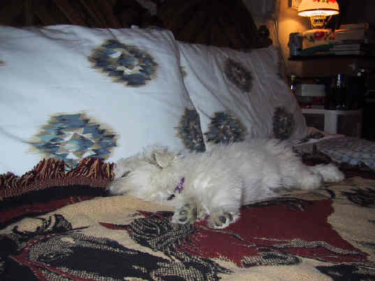 Is this my bed or Cricket's???