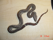 Broken Stripe Littermate
