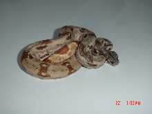 New Hypo From SalmonBoa.com