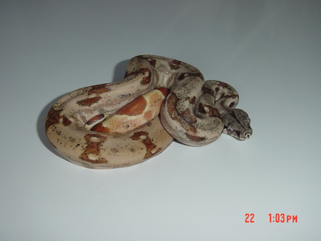 New Hypo From SalmonBoa.com