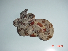 New Hypo Boa From SalmonBoa.com