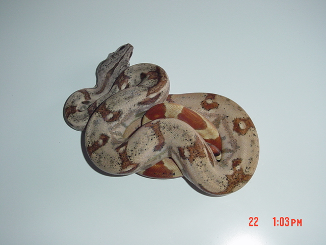 New Hypo Boa From SalmonBoa.com