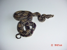 '05 Poss. DH Blizzard Male