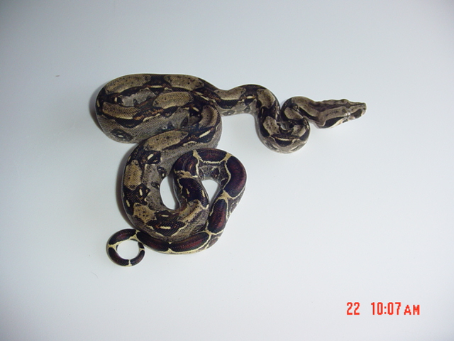 '05 Poss. DH Blizzard Male