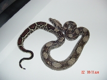 '05 Poss. DH Blizzard Male