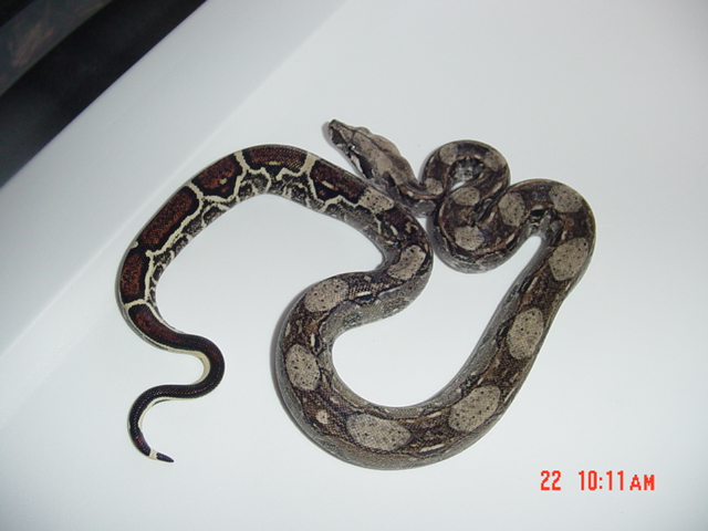 '05 Poss. DH Blizzard Male