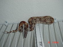 Hypo. Pretzel