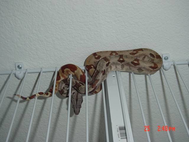 Hypo. Pretzel