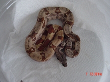 Hypo Poss. Super