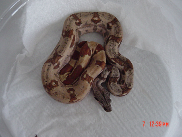 Hypo Poss. Super