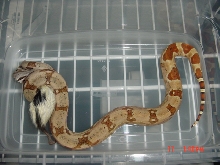 Hypo. Poss. Super