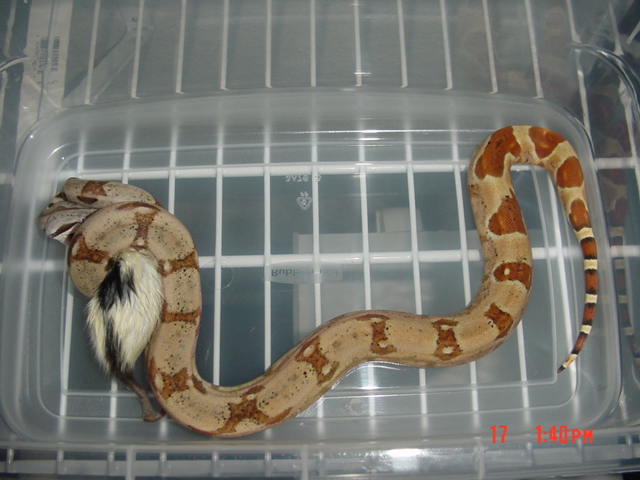 Hypo. Poss. Super