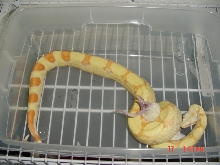 '04 Albino Poss. Het. Stripe