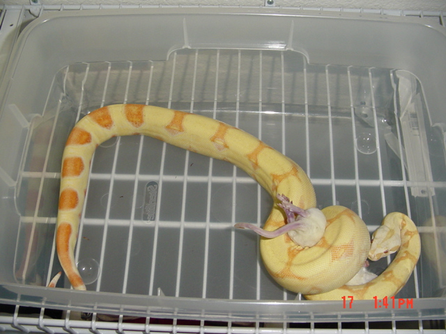 '04 Albino Poss. Het. Stripe