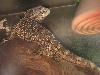 my bearded dragon happy