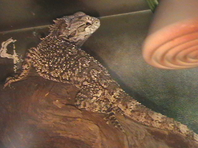 my bearded dragon happy