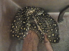 monty