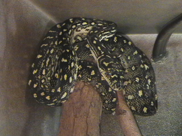 monty