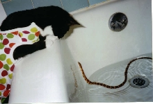 Cornsnake in Tub, Kitty watches