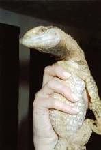 Black Throat Monitor