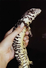 Argentine Black & White Tegu Baby