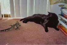 Argentine Black & White Tegu with large cat