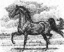 Harrison Chief Saddlebred