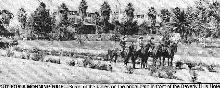 Horses at the Beverly Hills Hotel