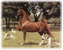 La La Success Saddlebred